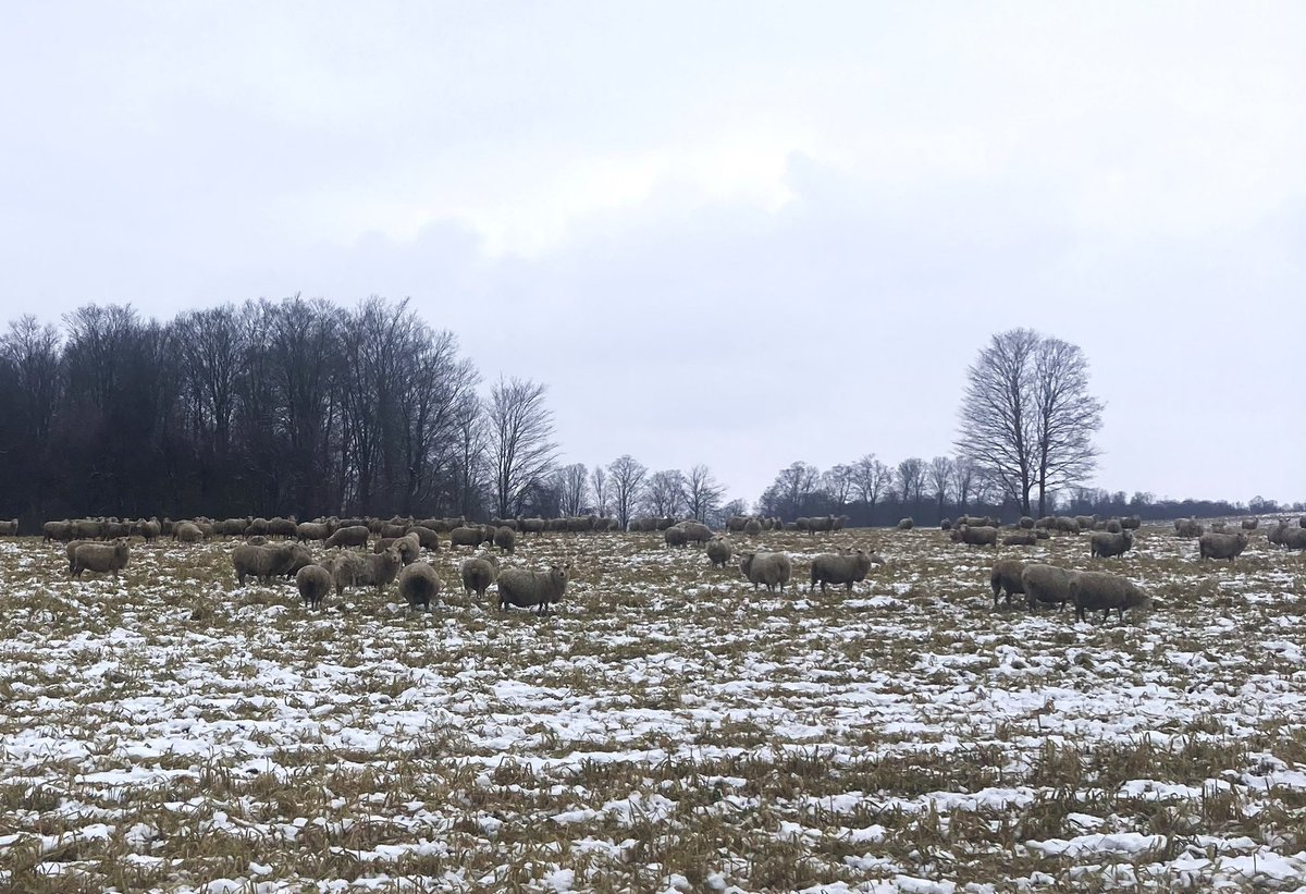 One way to make a farmer happy: Have your local sheep farmer mob graze his flock on your multi species, strip-tilled cover crop. Win win for everyone.
