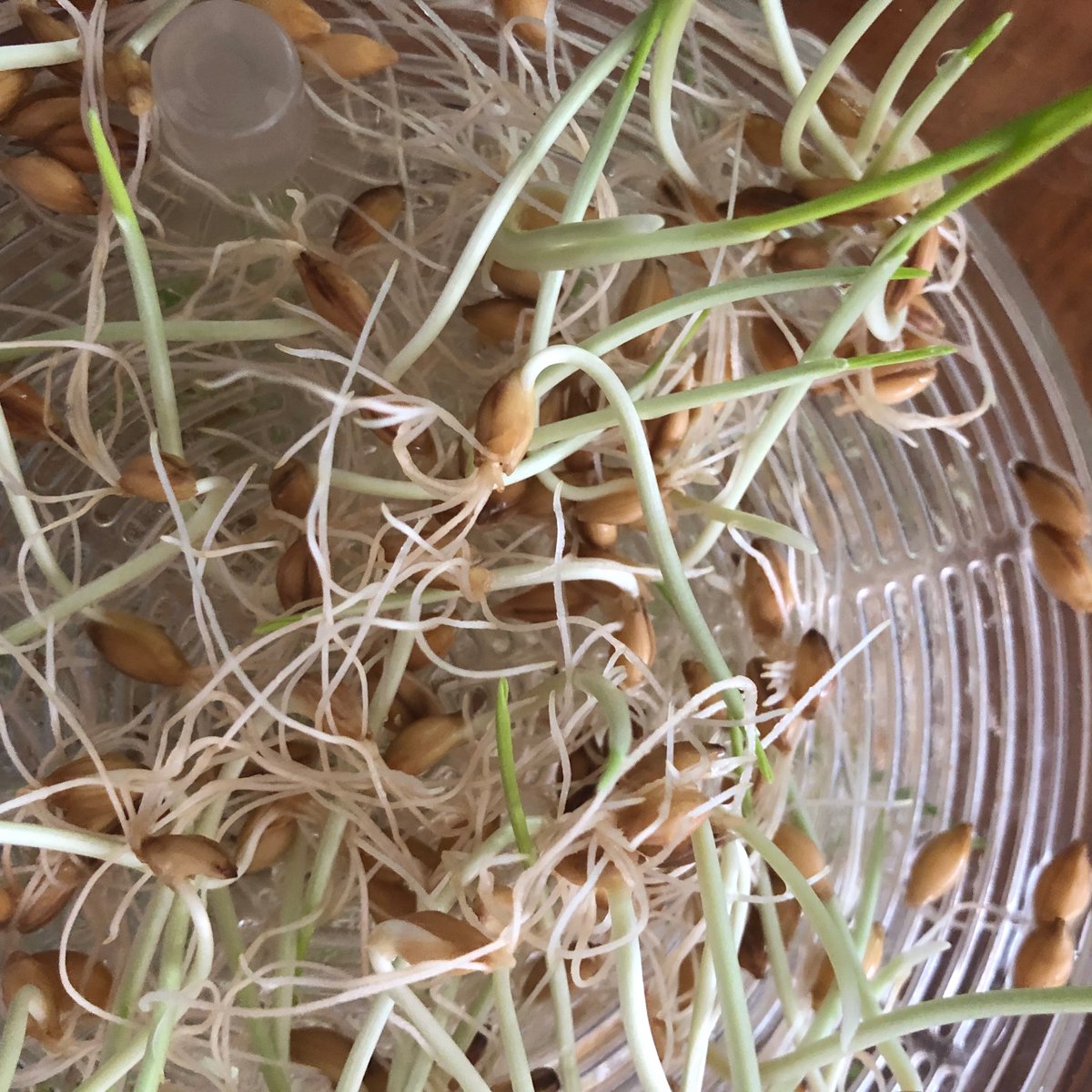 alisonhaynes1's tweet image. Experimenting with sprouts! These barley sprouts look quite different to the peas and other seeds I've been sprouting in the last few months. Probably because they are a monocotyledon, with just one seed leaf, not two as in dicotyledons. 
#everydayplants #sprouting