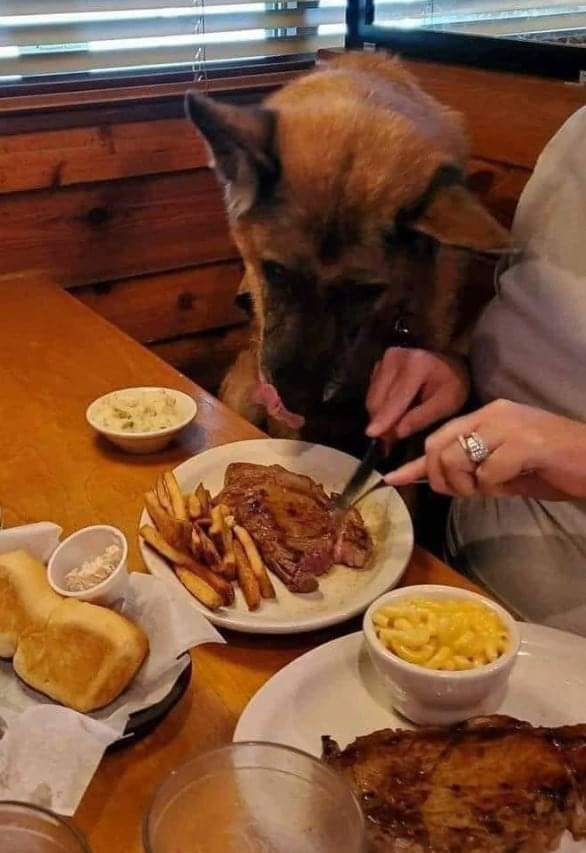 Saw this post on fb, and I wanted to share it because I actually agree. 🔥 To everyone complaining about Texas Roadhouse allowing a dog who was deployed twice, to eat a steak in the restaurant on Veterans Day, I'd rather sit next to him than rowdy, bratty kids all day long. I…