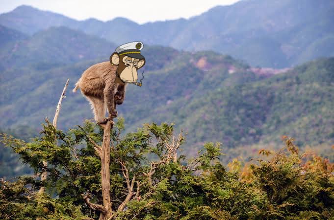 jbondwagon's tweet photo. “The higher the monkey climbs a tree, the more you can see his ass.” - T. Boone Pickens

Yuga has been overly scrutinized for various reasons. But criticism stems from one thing imo: Yuga assets being laggards vs others as of late 🐢

And I’ll try to contextualize that here ⬇️

Back in 2021, BAYC rose meteorically into prominence. Yuga became a powerhouse that once captured 80% of all NFT trading volume in a given day. But since then Yuga’s had glaring misses, other projects caught up, and Blur & Opensea made web3 landscape shift away from royalties

It’s tempting & fun to ridicule the struggles of Yuga today. But it’s easy to overlook how many forces pull an industry leader away from their competitive advantage as a leader. Yuga’s always had a big target at their back 🎯 

According to @morganhousel, here are 5 things that eat away competitive advantage. I’ll try to relate them to Yuga:

1️⃣ Pitfall of being right instills confidence that you can’t be wrong. 
- Dookey Dash last year was a massive success. The Forge, not so much. And Yuga hadn’t done enough pivots during The Forge to make things better for grinding players

2️⃣ Success leads to growth, but a big organization is different from a small one
- Yuga has grown from an upstart group to a large startup with $4Bn valuation. Strategies that worked before can’t be done right now.
- I always like to say “what got you here won’t get you there”

3️⃣ Irony that people often work to gain competitive advantage for the intended purpose of not having to work as hard in the future
- Not necessarily relating to Yuga, but maybe it relates to its holders. Holders had been so pampered with price go up & airdrops. This made non-holders work hard for BAYC/MAYC. But the changing world proves that this isn’t the case anymore today. Days of $10k airdrops may be gone

4️⃣ Skill that’s valuable in one era may not extend to the next
- Yuga has relied on royalties for stream of income. That’s why airdrops worked before. Because Yuga can earn once they’re sold in the marketplace. But with the advent of Blur and Opensea, Yuga had to look in the mirror and pivot (to a Magic Eden marketplace that would enforce royalties)

5️⃣ Success is owed to being in the right place at the right time
- It’s no secret that BAYC started the whole PFP as membership, community, IP trend. The early BAYC vibes were so special. Yuga hit a lightning in a bottle moment with that. It will be hard to replicate this again moving forward

Yuga suddenly being the top Web3 company puts much attention to everything they do. Every miss, every mistake, every wrong is magnified. Being on top of the tree, exposes the ape’s ass to everyone

But not all is lost. Yuga still is a powerhouse, they’re still well funded, and they’re now equipped with experience & learning from recent misses + what’s working in the new landscape

I trust that @yugalabs @dalegre @CryptoGarga @GordonGoner & team have a plan in place. It may be a pivot and it may take some time. I think Yuga goes all out once their new marketplace with @MagicEden goes out. Til then, we need to be patient.

We also need to be proactive. We can look into how we can be value-adding members of the club. Be the change you want Yuga to be.

We can watch & enjoy others cook for now. But it would be a grave mistake to fade Yuga.