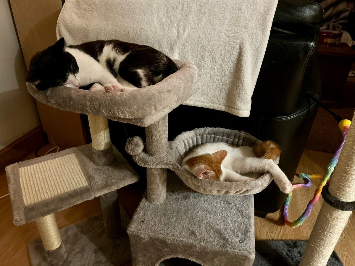 After a major round of zoomies, Tinsel and Gingerbread need to recharge their batteries for round two! #KittenLife #AdoptDontShop #CatsProtection #HereForTheCats #KittenLovers