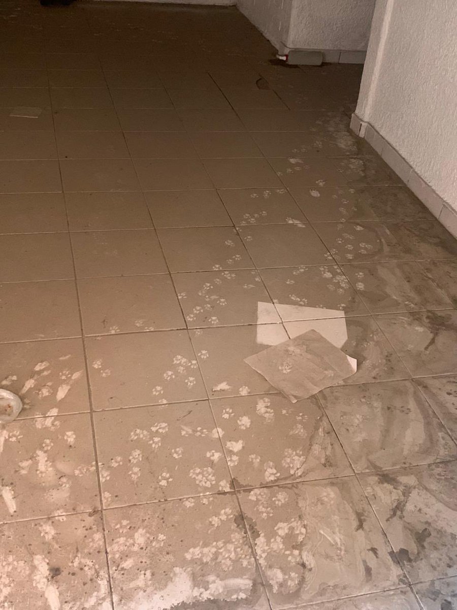 Camilo, un gato asilvestrado que vivía en una unidad habitacional en la <a href="/AlcaldiaGam/">AlcaldíaGAM</a>, hasta que intencionalmente fue golpeado y encerrado en un departamento deshabitado, en litigio y asegurado por la fiscalía, evidentemente con la intención de que muriera por inanición… 1/3