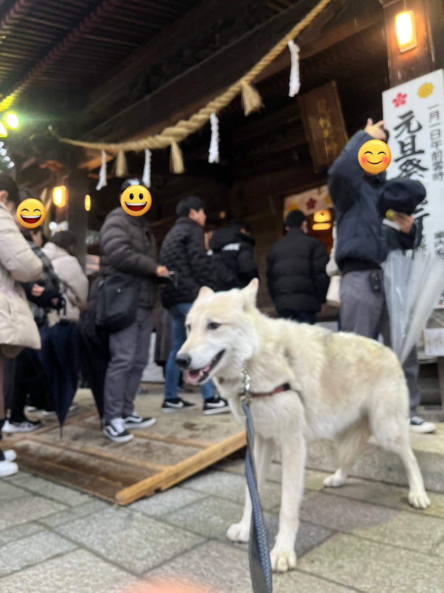 gomelien's tweet photo. 時差投稿ですが2024年1月3日、犬OKの見附天神に初詣に行きました。
途中から雨が降ってきちゃったけど💦

霊犬神社⛩️も参拝

参拝者の方たちから「しっぺい太郎だ😍」と言われた狼娘😅

#トイプードル #ウルフ #wolf #wolfdog #オオカミ犬 #狼犬 #ウルフドッグ #見附天神矢奈比賣神社 #霊犬神社 #初詣 https://t.co/VsN0Ajl5FS