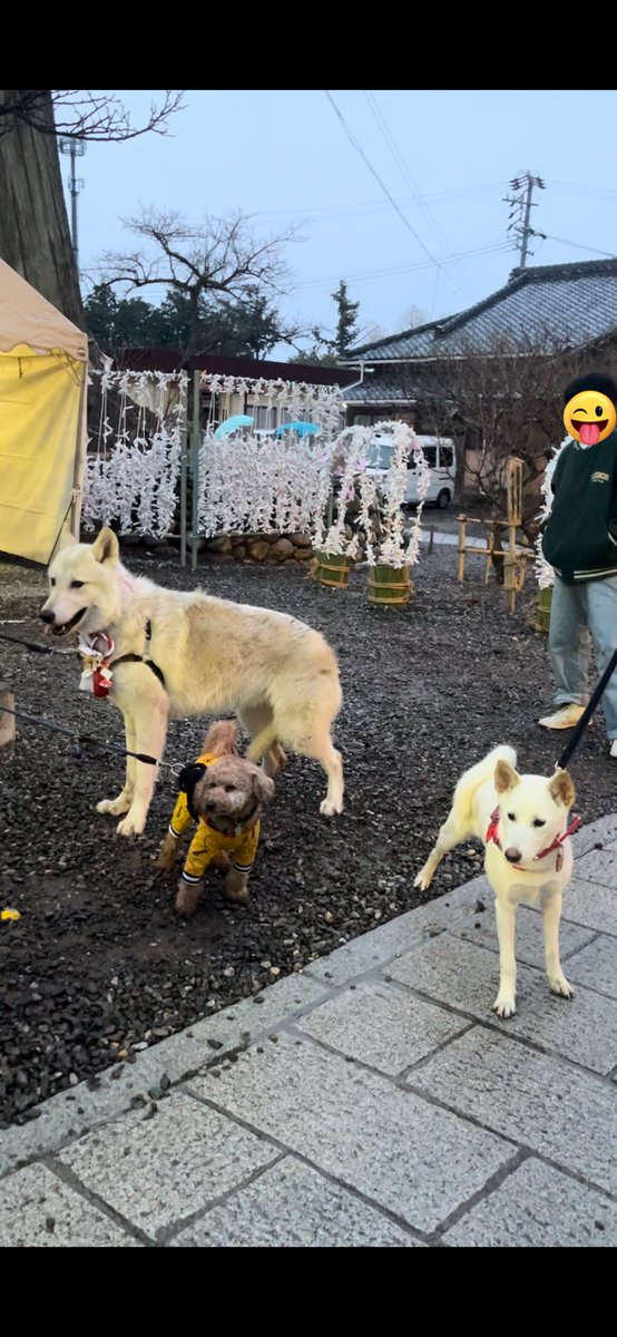 gomelien's tweet photo. 時差投稿ですが2024年1月3日、犬OKの見附天神に初詣に行きました。
途中から雨が降ってきちゃったけど💦

霊犬神社⛩️も参拝

参拝者の方たちから「しっぺい太郎だ😍」と言われた狼娘😅

#トイプードル #ウルフ #wolf #wolfdog #オオカミ犬 #狼犬 #ウルフドッグ #見附天神矢奈比賣神社 #霊犬神社 #初詣 https://t.co/VsN0Ajl5FS