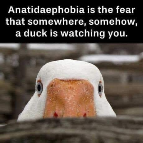 RealMattCouch's tweet image. ....