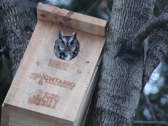 One of the nest boxes from @BirdFriendlyLdn’s fundraiser for @salthaven_org is already occupied! If you’re in SW Ontario and want to set up a box we have many left for sale: birdfriendlylondon.ca/owl-boxes
They make a great companions to #ldnont’s new Green Bins— each 🦉 eats 1000s of 🐀