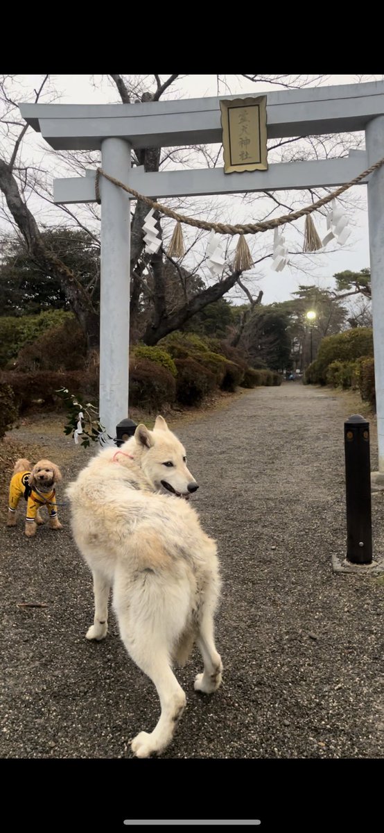 gomelien's tweet photo. 【時差投稿】②
しっぺい太郎の伝説がある霊犬神社⛩️色んなワンコ達に会ったよ😊
見附天神参拝でラテちゃんとも会ったよ☺️
能登半島、北陸地区の無事と犬達の健康を祈願しました😌

#トイプードル #ウルフ #wolf #wolfdog #オオカミ犬 #狼犬 #ウルフドッグ #見附天神矢奈比賣神社 #霊犬神社 #初詣 https://t.co/k6kNFMUjc0