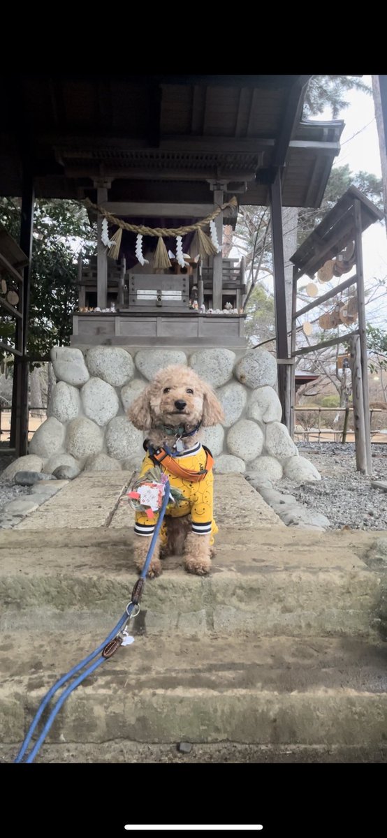 gomelien's tweet photo. 【時差投稿】②
しっぺい太郎の伝説がある霊犬神社⛩️色んなワンコ達に会ったよ😊
見附天神参拝でラテちゃんとも会ったよ☺️
能登半島、北陸地区の無事と犬達の健康を祈願しました😌

#トイプードル #ウルフ #wolf #wolfdog #オオカミ犬 #狼犬 #ウルフドッグ #見附天神矢奈比賣神社 #霊犬神社 #初詣 https://t.co/k6kNFMUjc0