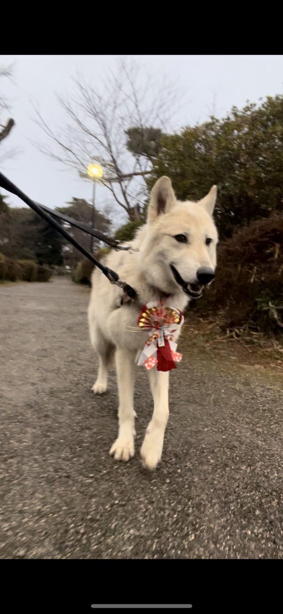 gomelien's tweet photo. 【時差投稿】②
しっぺい太郎の伝説がある霊犬神社⛩️色んなワンコ達に会ったよ😊
見附天神参拝でラテちゃんとも会ったよ☺️
能登半島、北陸地区の無事と犬達の健康を祈願しました😌

#トイプードル #ウルフ #wolf #wolfdog #オオカミ犬 #狼犬 #ウルフドッグ #見附天神矢奈比賣神社 #霊犬神社 #初詣 https://t.co/k6kNFMUjc0