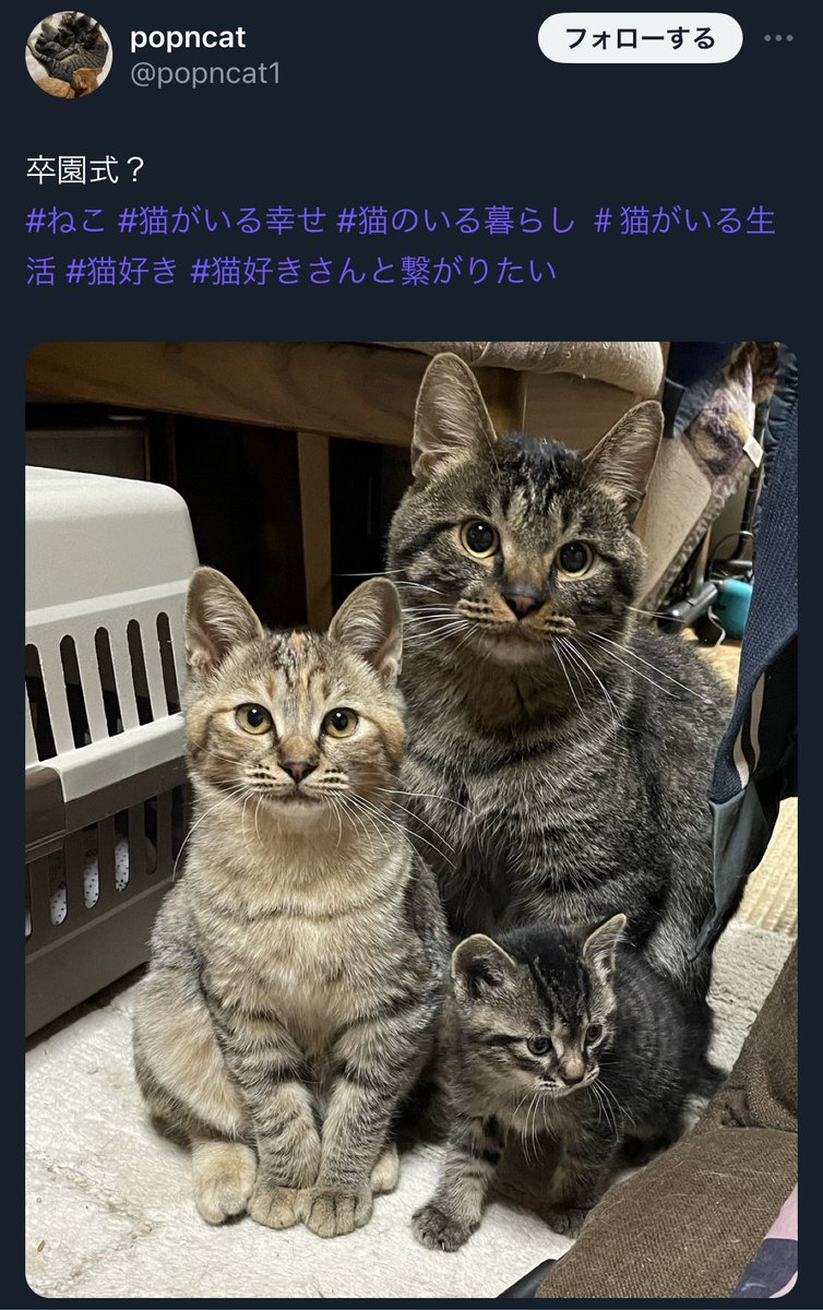 プ🧸ྀི tweet media