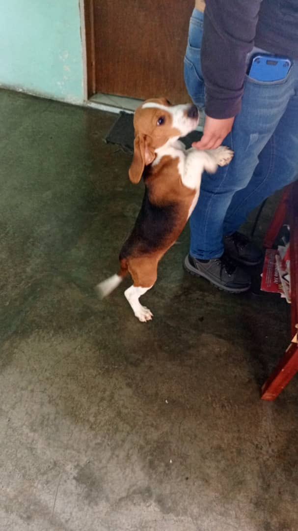 IvanaRouliez's tweet photo. Antes de tener un beagle, es muy importante que sepan que NO son perritos fáciles.

Son velocirráptores combinados con demonios de Tasmania. Por eso hay que tenerles mucha paciencia y entrenarlos.

Les comparto esto porque esta persona se quiere deshacer de su beagle https://t.co/a8xoMtm127