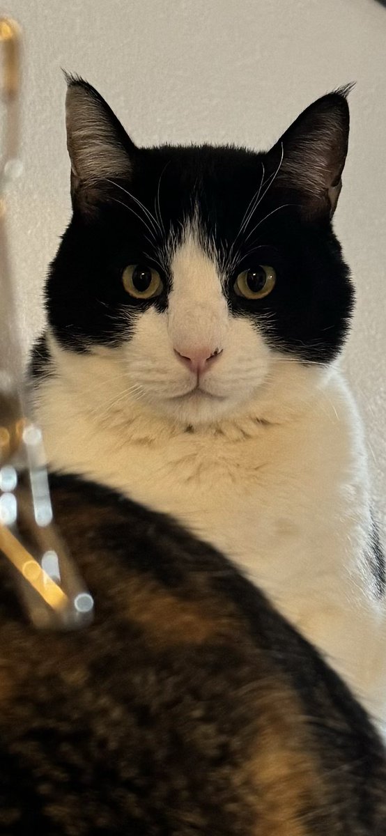 我が家の鏡餅

#猫のいる暮らし