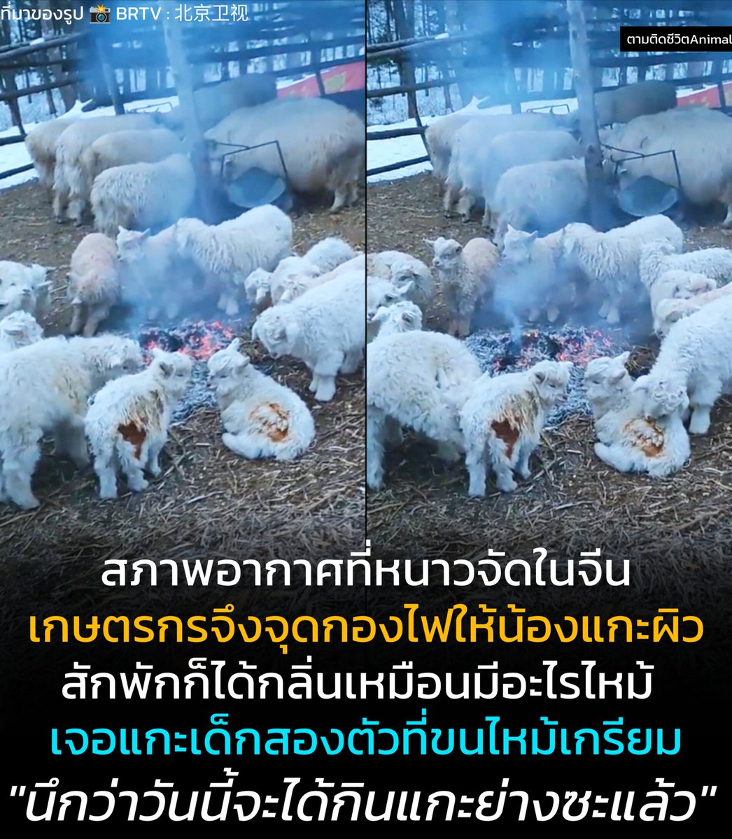 ตามติดชีวิตAnimal tweet media