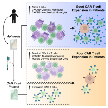Immune determinants of CAR-T cell expansion in solid tumor patients receiving GD2 CAR-T cell therapy dlvr.it/T17Bfc