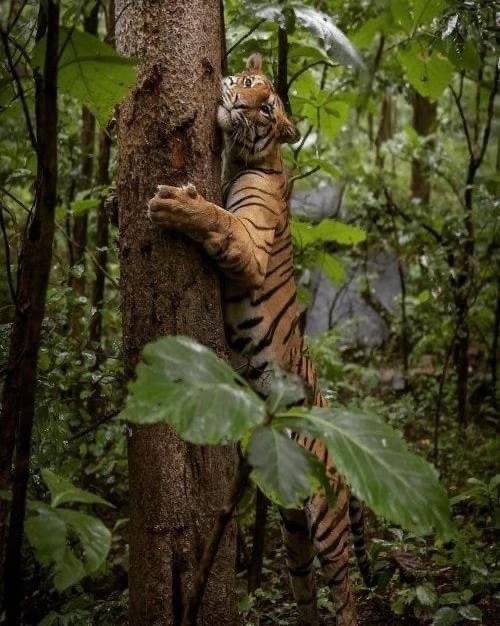 Vishal Badole Jays (@vishalbadole16) on Twitter photo #jays
आज हसदेव, छत्तीसगढ़ में COAL MINES के लिए जंगल काटे जा  मुर्दा लाशे है, जीवन नही जीते, सांस नही लेते,,, या फिर सिर्फ फोकट की सांसे लेनी है?? क्या पर्यावरण को बचाना अकेले आदिवासी समाज का कर्तव्य है?? क्या बाकी लोगों का कोई कर्तव्य नहीं बनता जंगलों को बचाने का…??
#SaveHasdeo #jays
आज हसदेव, छत्तीसगढ़ में COAL MINES के लिए जंगल काटे जा  मुर्दा लाशे है, जीवन नही जीते, सांस नही लेते,,, या फिर सिर्फ फोकट की सांसे लेनी है?? क्या पर्यावरण को बचाना अकेले आदिवासी समाज का कर्तव्य है?? क्या बाकी लोगों का कोई कर्तव्य नहीं बनता जंगलों को बचाने का…??
#SaveHasdeo