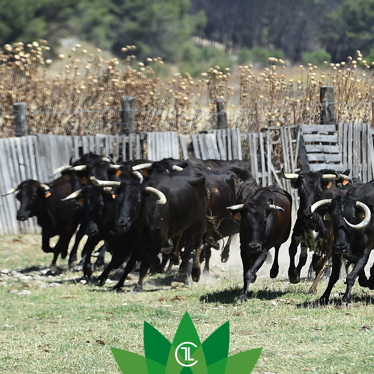 La relación del toro de lidia y la naturaleza es un ejemplo de cómo podemos conservar nuestras tradiciones mientras cuidamos nuestro hogar compartido, la Tierra. 🌍💙

#campobravomexicano #sialostoros