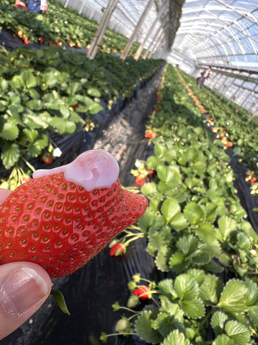 fuy199's tweet photo. いちごの花〜🍓

いちご狩りに行ってきました🍓

品種はやよいひめ✨
大きくて 甘くて みずみずしくて
すぐにおなかいっぱいに…

ふと見ると👀　
かわいい白い花が🤍so cute🥰

春の香りをほおばって
しあわせなひとときでした😋

#flowers #花が好き
#whiteflowers #いちご 
#strowberry
#いちご狩り https://t.co/mH6spkiQ6E