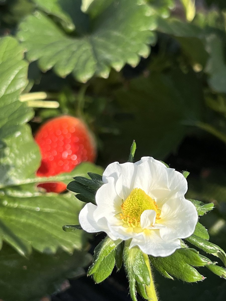 fuy199's tweet photo. いちごの花〜🍓

いちご狩りに行ってきました🍓

品種はやよいひめ✨
大きくて 甘くて みずみずしくて
すぐにおなかいっぱいに…

ふと見ると👀　
かわいい白い花が🤍so cute🥰

春の香りをほおばって
しあわせなひとときでした😋

#flowers #花が好き
#whiteflowers #いちご 
#strowberry
#いちご狩り https://t.co/mH6spkiQ6E