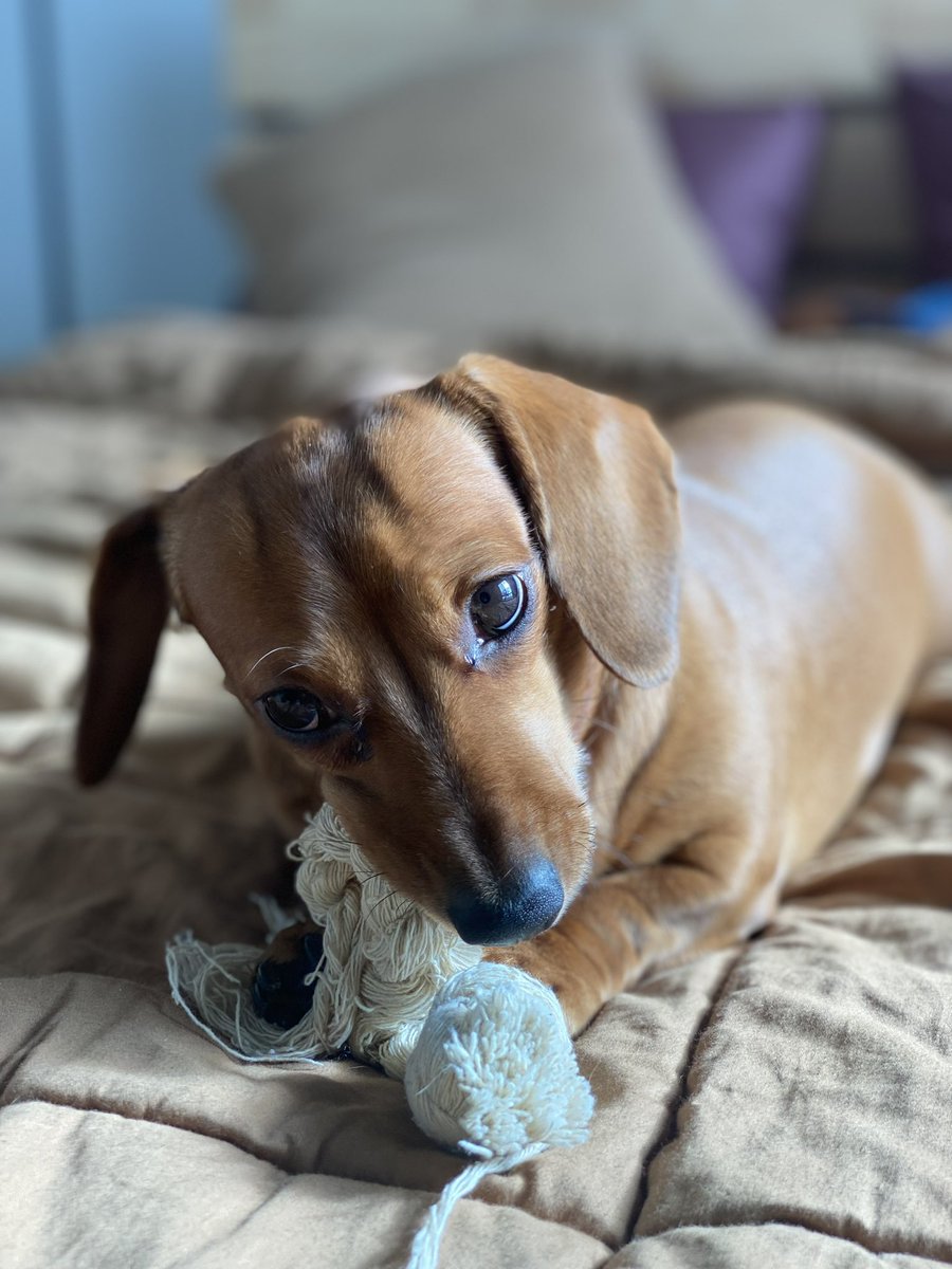 She will always be the queen 👑 - our little baby girl <a href="/SlapMyWhale/">moved to bluesky</a> #dachshund #dachsunds
