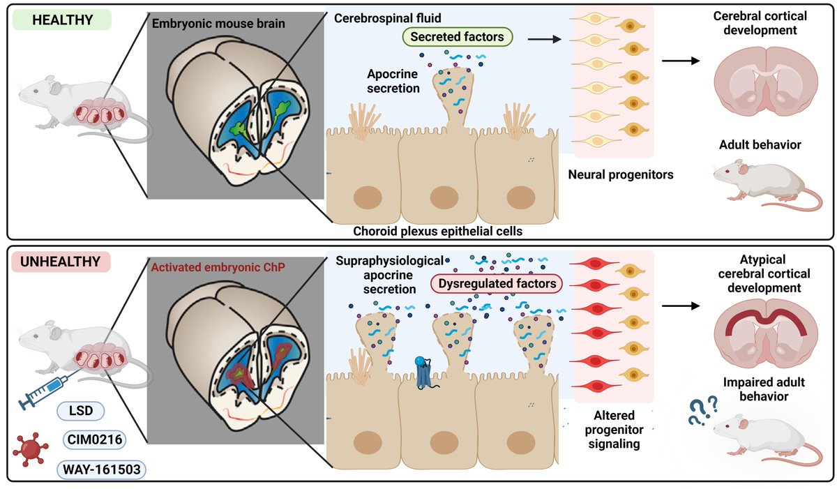 🚨Preprint alert - @ScienceYael leads work revealing that various maternal exposures, like illness 🤒 or psychedelics 🍄, cause excessive apocrine secretion from embryonic choroid plexus epithelial cells into CSF w/ life-long brain & behavioral impact! 1/

biorxiv.org/content/10.110…