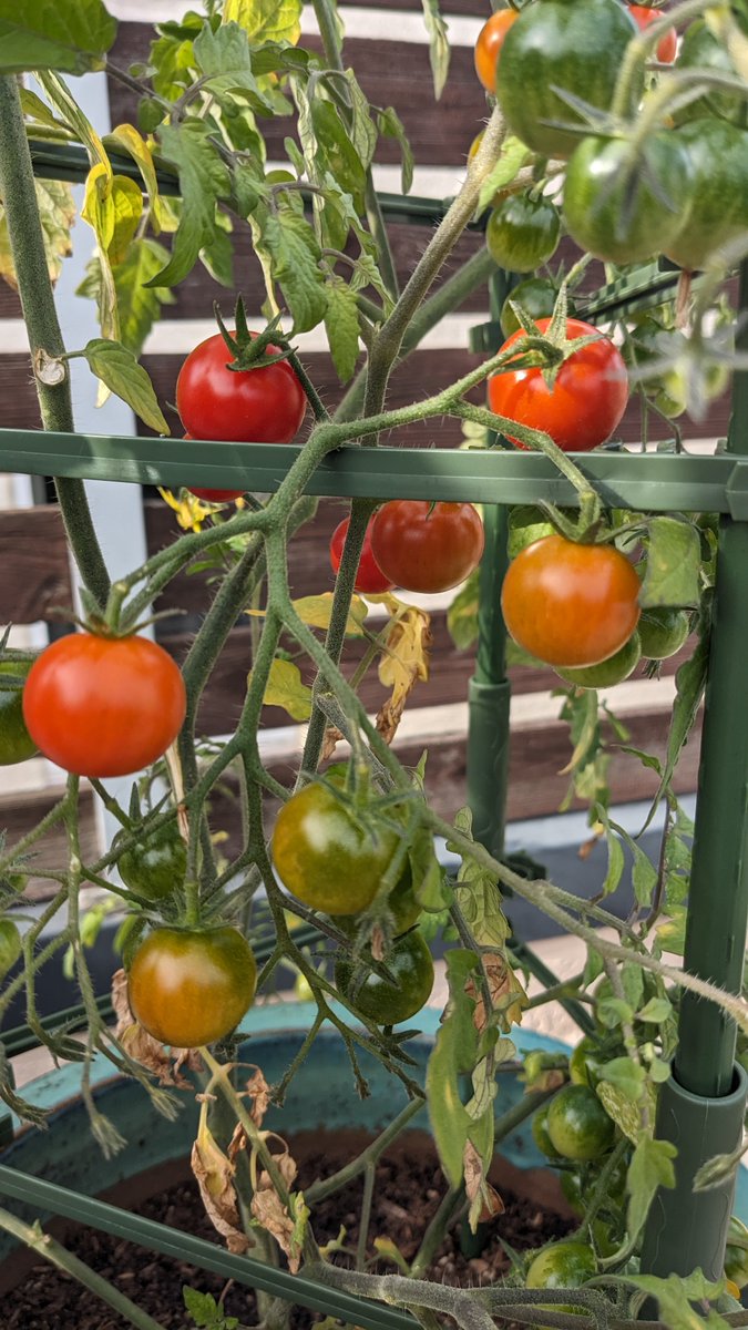 Nadia Polikarpova tweet media