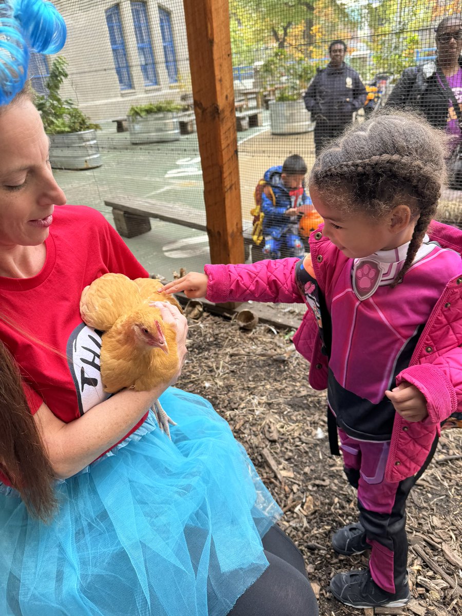 MrFullerDOE's tweet photo. After entire fall @Magnet157 of learning to feed, clean, and nurture our hens our garden club is harvesting their first eggs by the basketful. Students and staff are so excited! #urbangarden @GrowNYC @NYCGreenThumb @District14Supt @NYCSD14 @NYCSchools https://t.co/Xg42SJzd0o