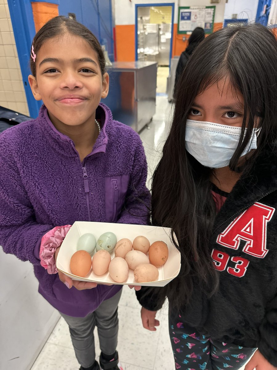 MrFullerDOE's tweet photo. After entire fall @Magnet157 of learning to feed, clean, and nurture our hens our garden club is harvesting their first eggs by the basketful. Students and staff are so excited! #urbangarden @GrowNYC @NYCGreenThumb @District14Supt @NYCSD14 @NYCSchools https://t.co/Xg42SJzd0o