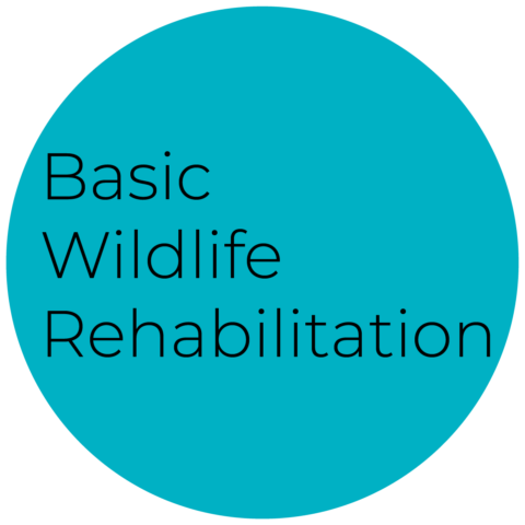 Explore the captivating realm of #WildlifeRehabilitation through our thrilling Basic Wildlife Rehabilitation course taking place in Kodak, Tennessee on February 10 &amp; 11! Discover this, along with various other courses, at theiwrc.org/courses/.