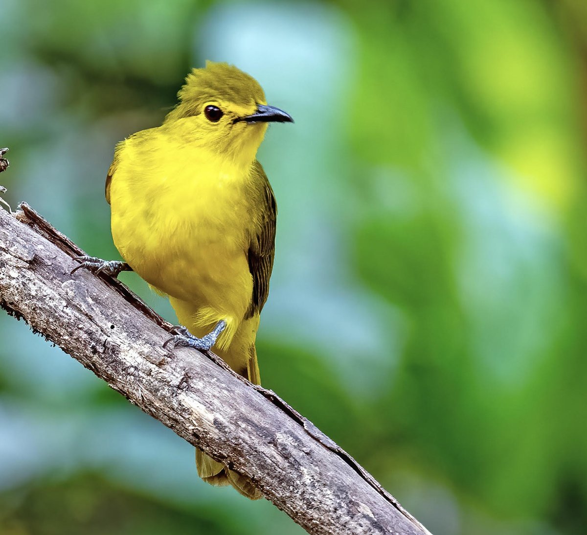 'Radiate positivity; it's a magnet for miracles.'

Yellow-browed Bulbul
#incrediblebirding #TwitterNatureCommunity #IndiAves #NaturePhotography #BirdsPhotography #BirdTwitter #birdwatching #BBCWildlifePOTD #NatureBeauty