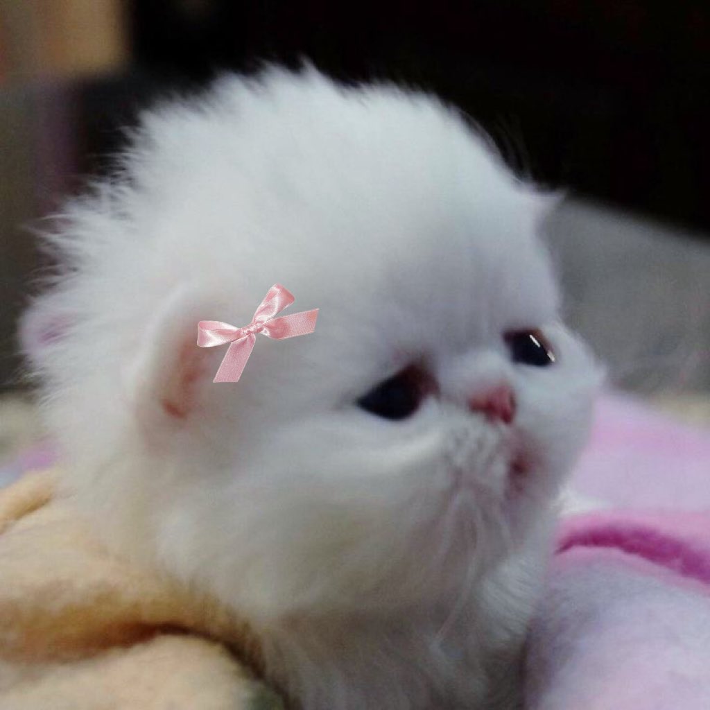 wonkvcing tweet picture