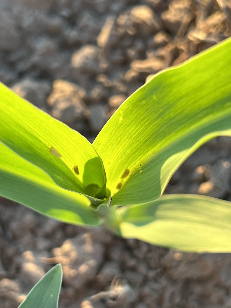 Ignacio Imhoff tweet media