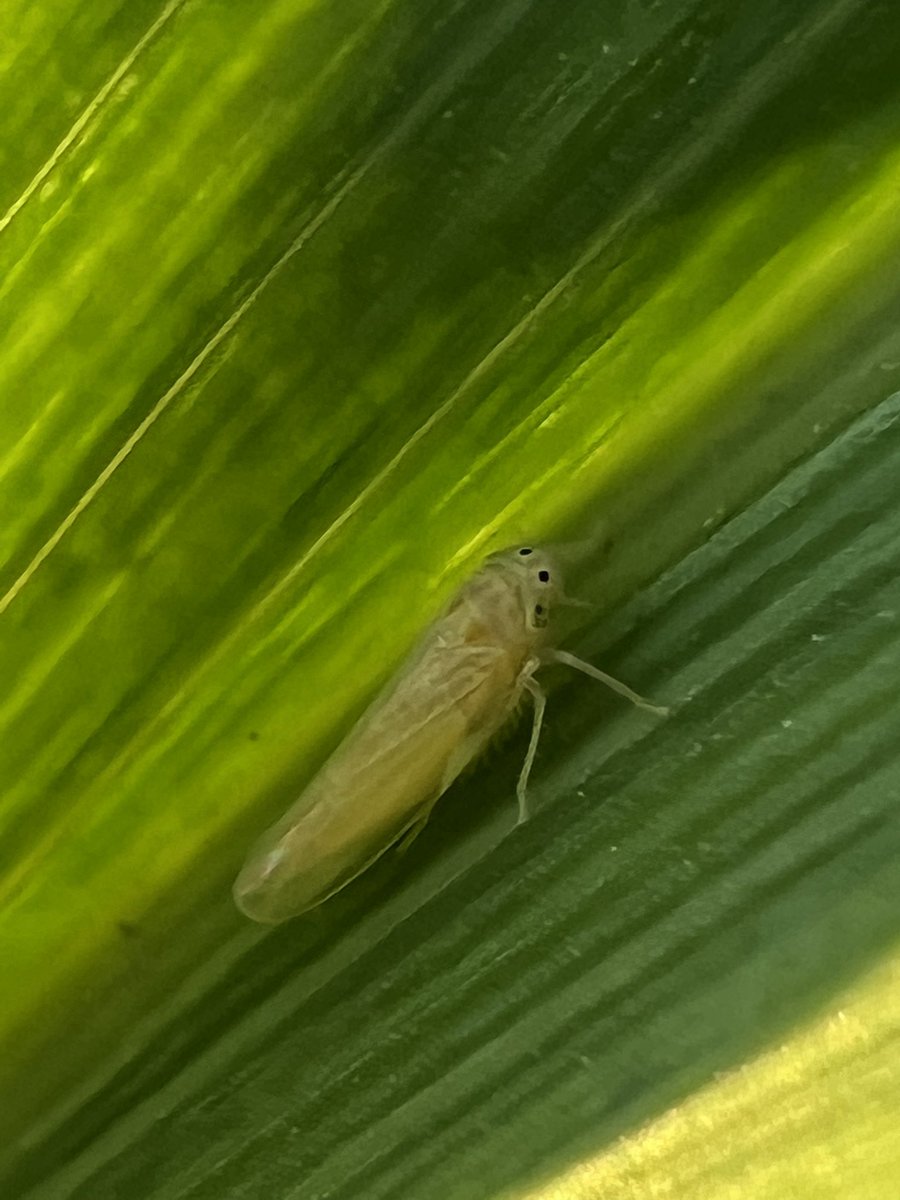 Ignacio Imhoff tweet media