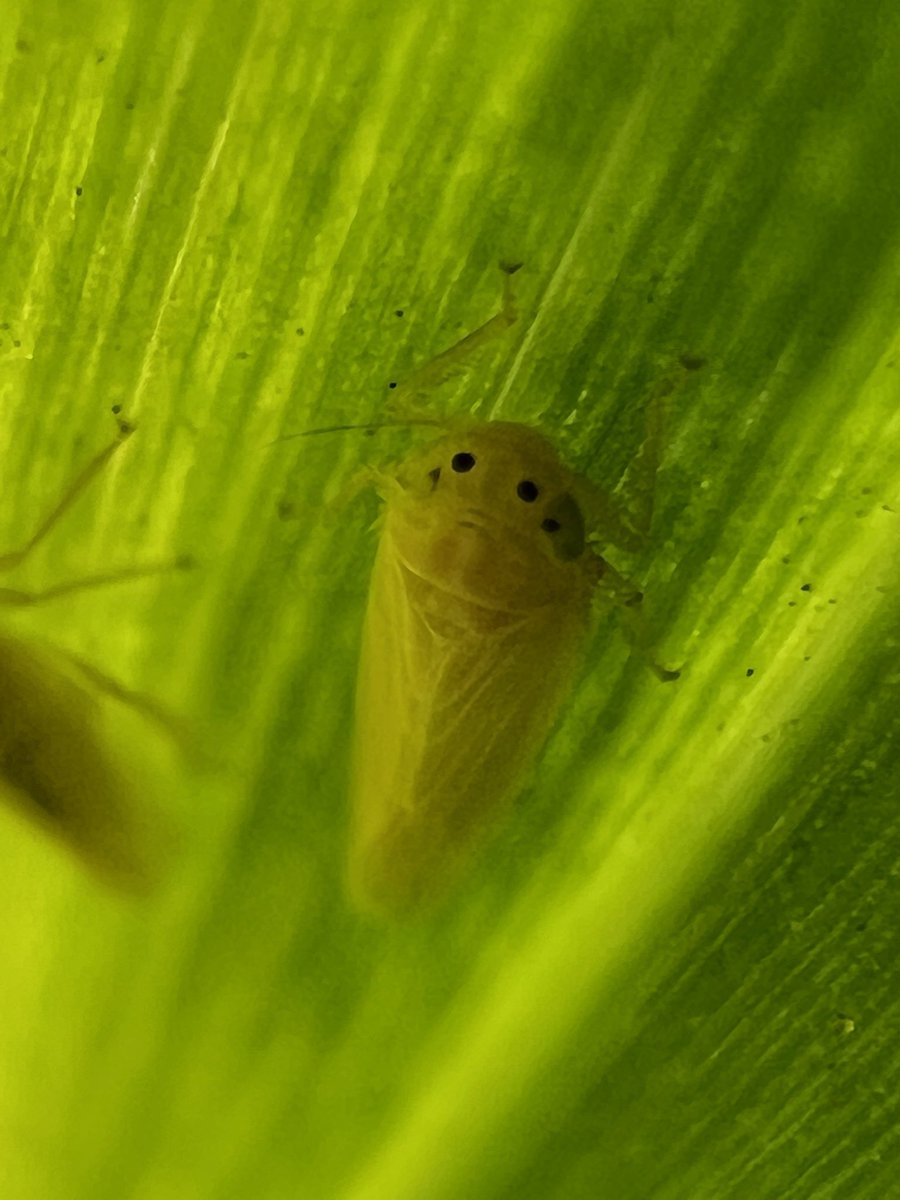 Ignacio Imhoff tweet media