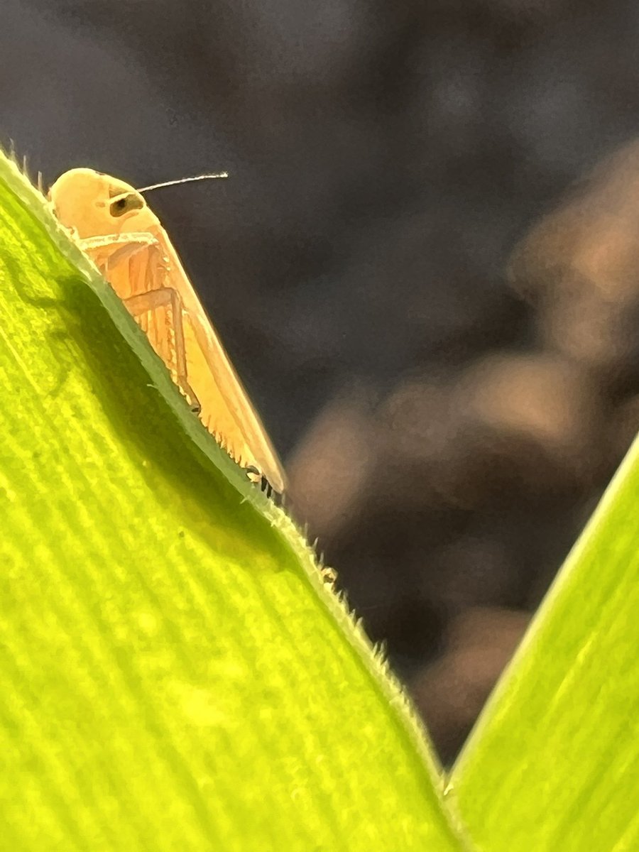 Ignacio Imhoff tweet media