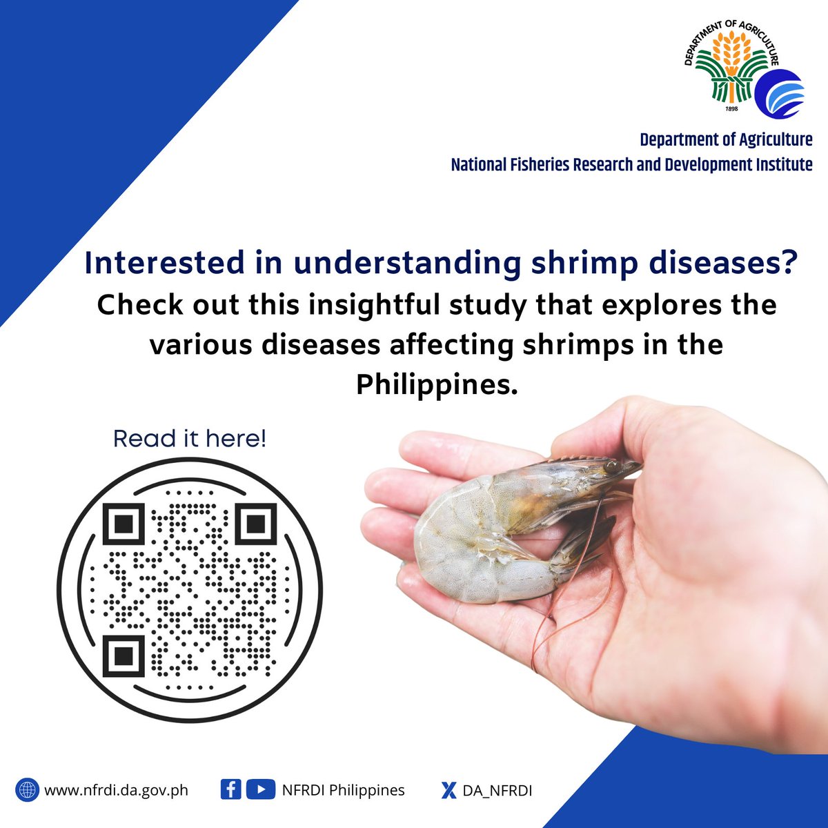 DA_NFRDI's tweet photo. Dive deep into the world of shrimp health! Check this publication from The Philippine Journal of Fisheries.
#FisheriesResearch #ShrimpDiseases #TPJF #NFRDI
READ: https://t.co/oZrPQnOhqo https://t.co/W3GUsEPszm