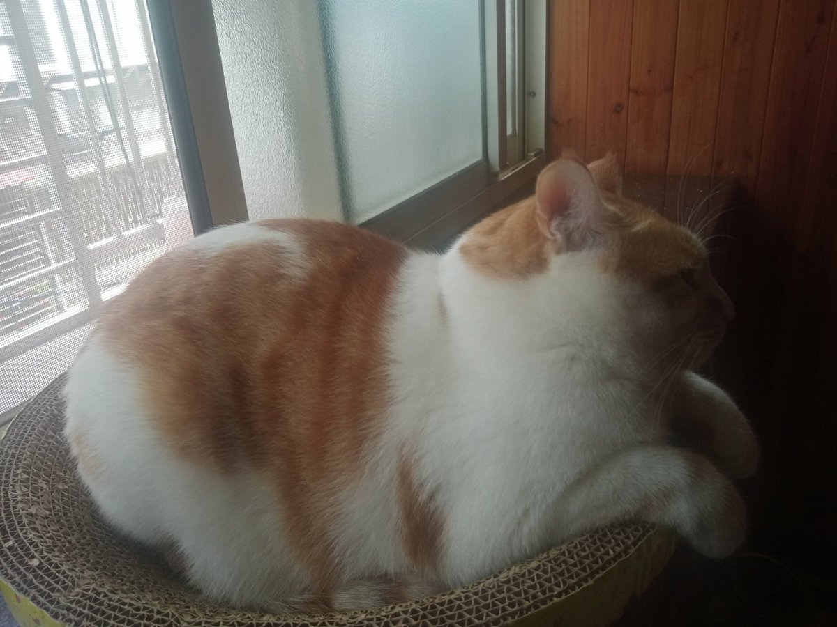 流浪漢 (@xjjarf0zycdv4e1) on Twitter photo 