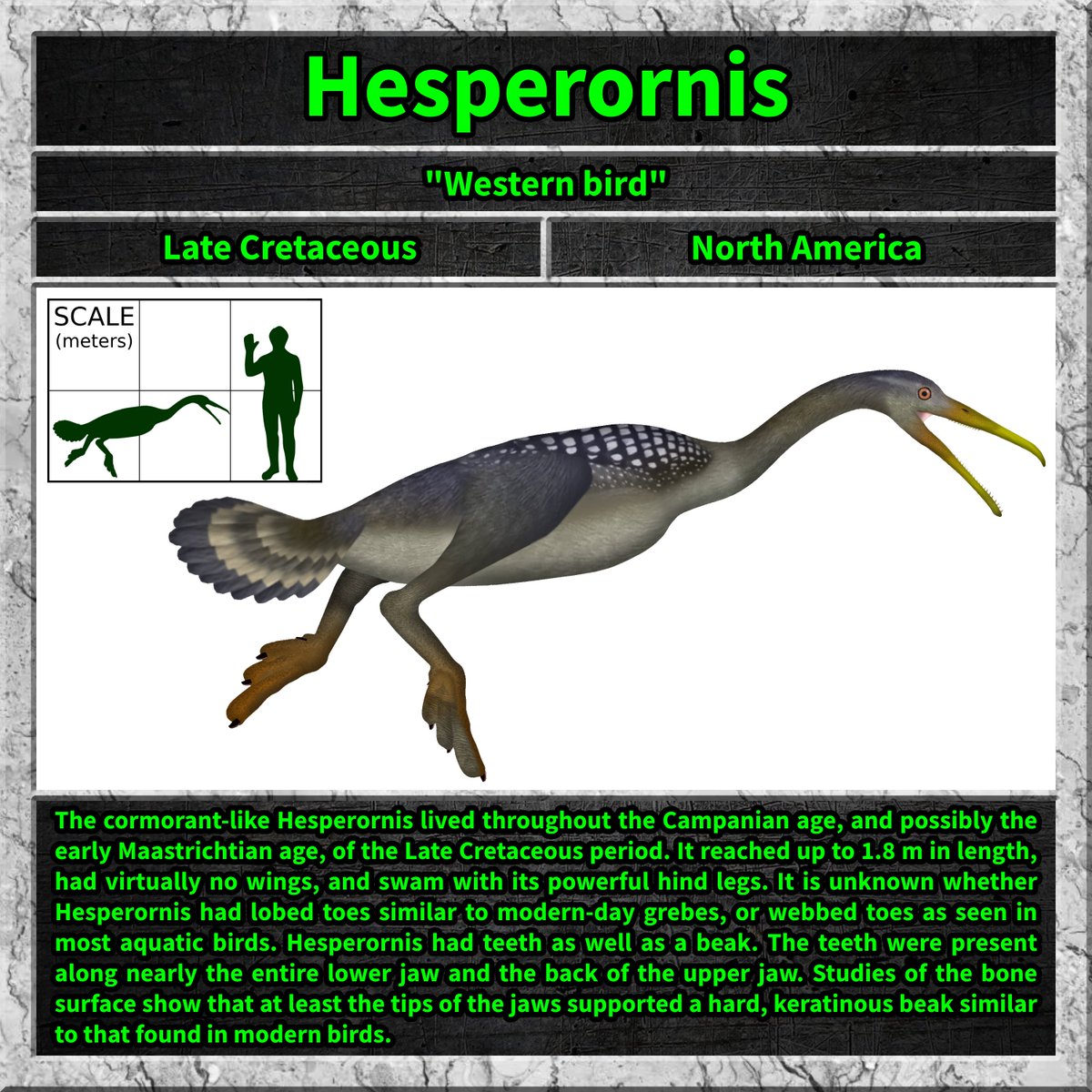 #hesperornis #dino #dinosaur #dinosaurs #cretaceous