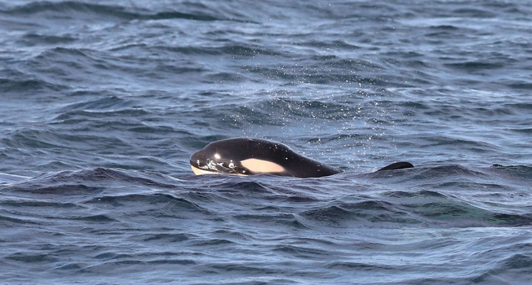 Lilli 🐚 tweet media