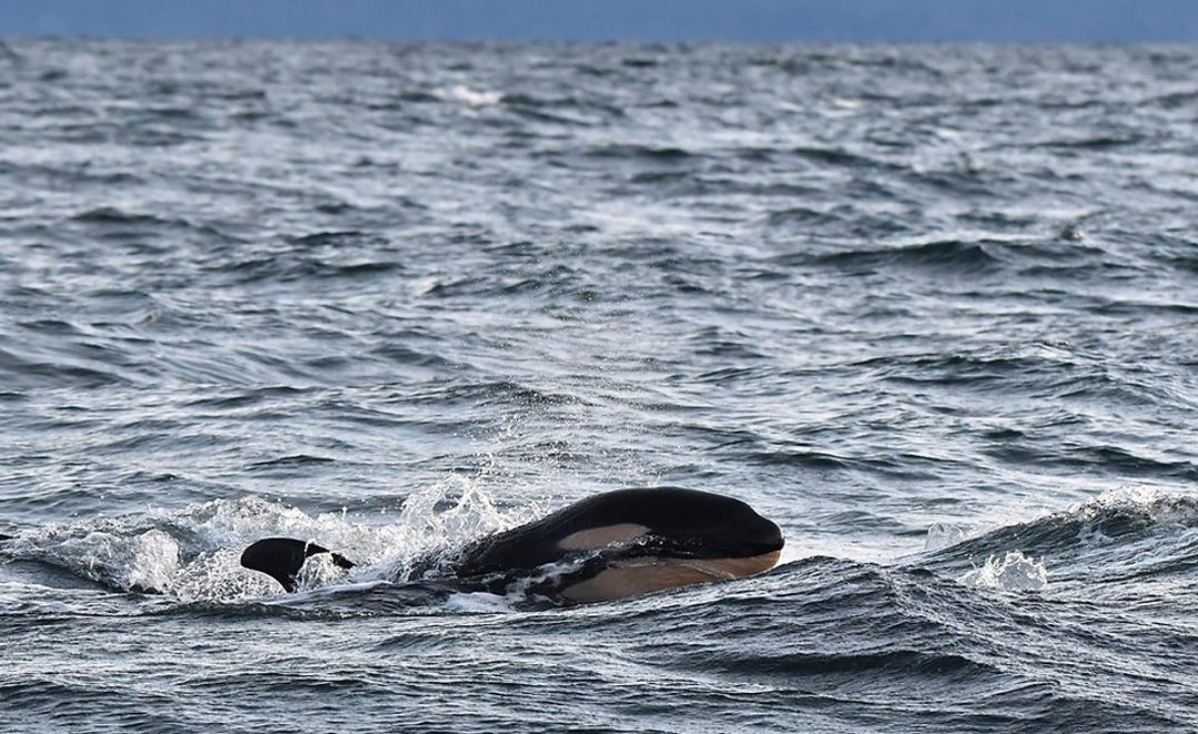 Lilli 🐚 tweet media