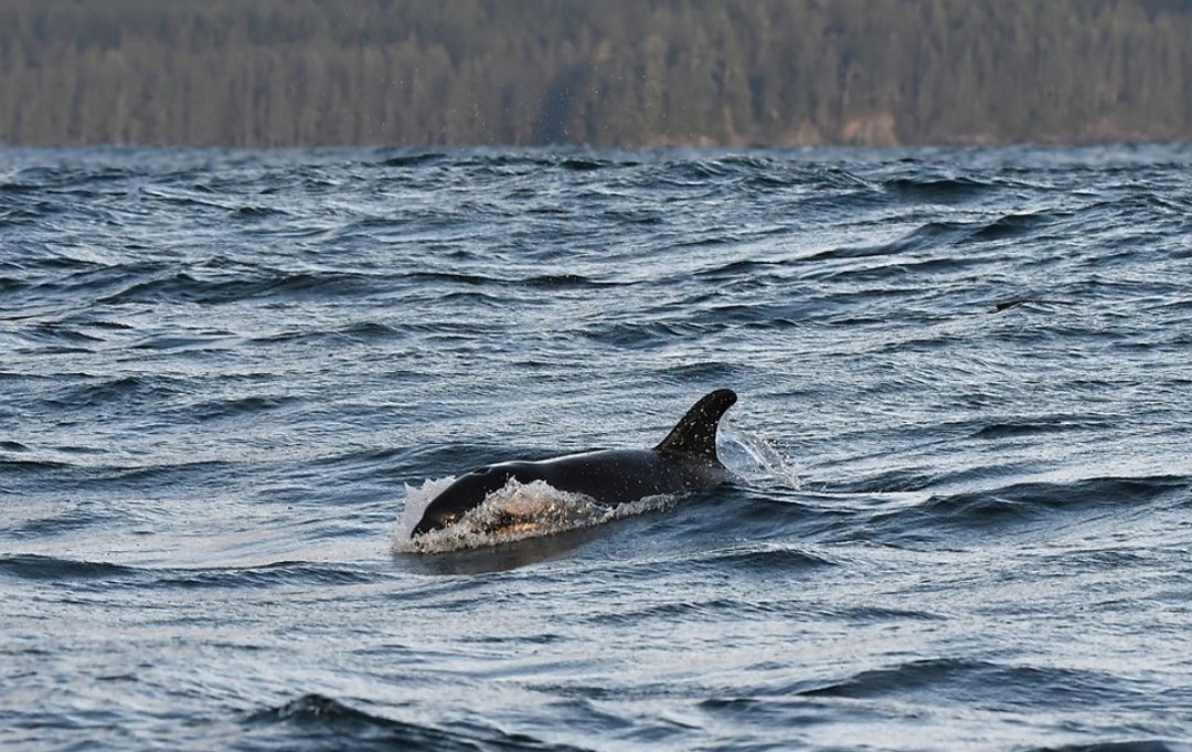 Lilli 🐚 tweet media