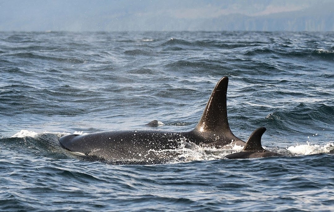 Lilli 🐚 tweet media