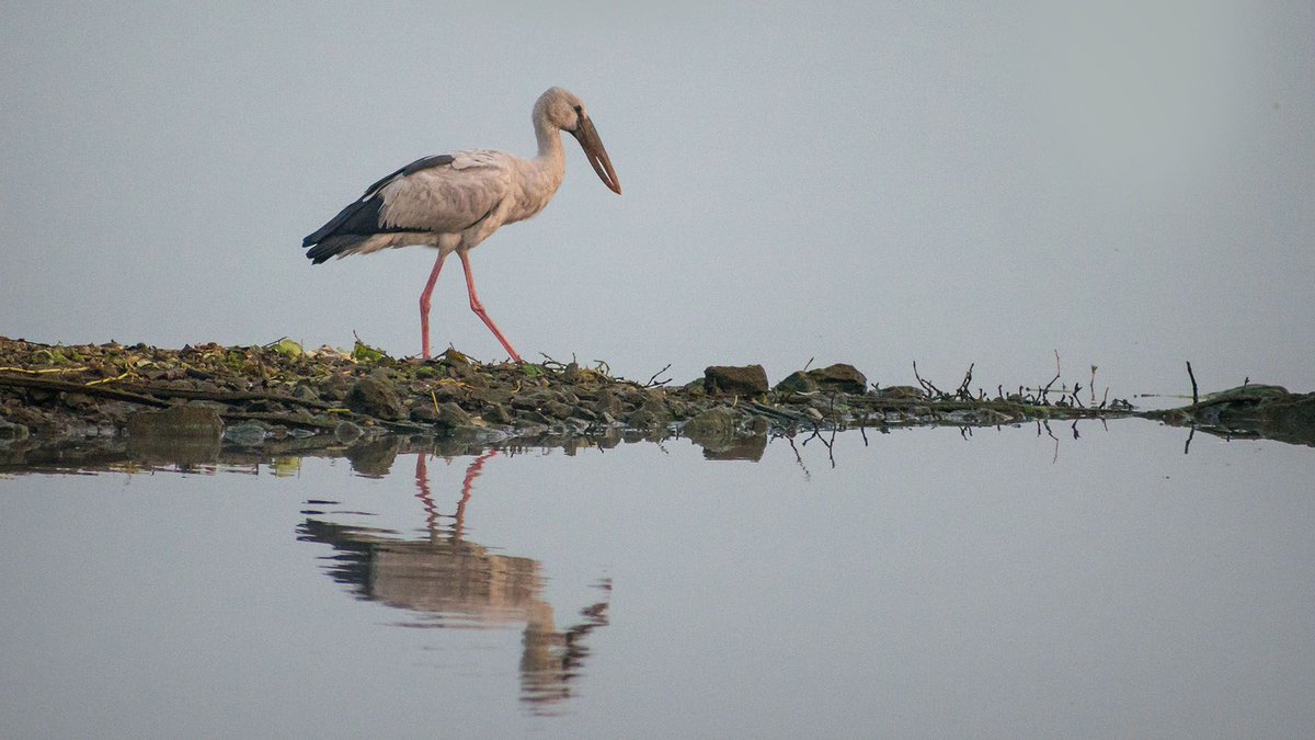 agarwalsonika7's tweet photo. Imagine a life without any chase...
#bird #birds #asianopenbill #bhigwan #photography #photographer #birdland #birding #birdphotography #naturephotography #birdlove #birdseye #nature #picoftheday #birdlover #photooftheday #birdwatching #natural #birdsofparadise #instabird https://t.co/0GZBBJrX80