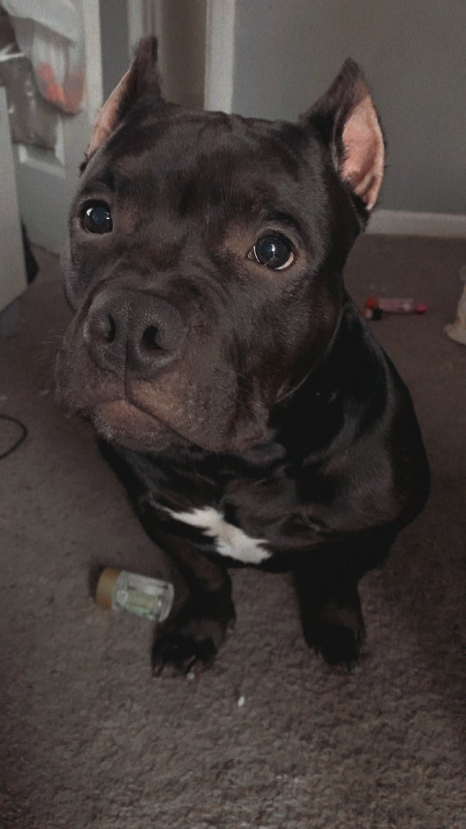 m666gen's tweet photo. I know this past year has been difficult on literally everyone but even just a share can be so helpful ❤️ so I am reaching out however I can right now because I just want to be able to help my boy however we can.. please be kind and share if/where you can! https://t.co/mzibuluV2E https://t.co/6aTRkPNPk2