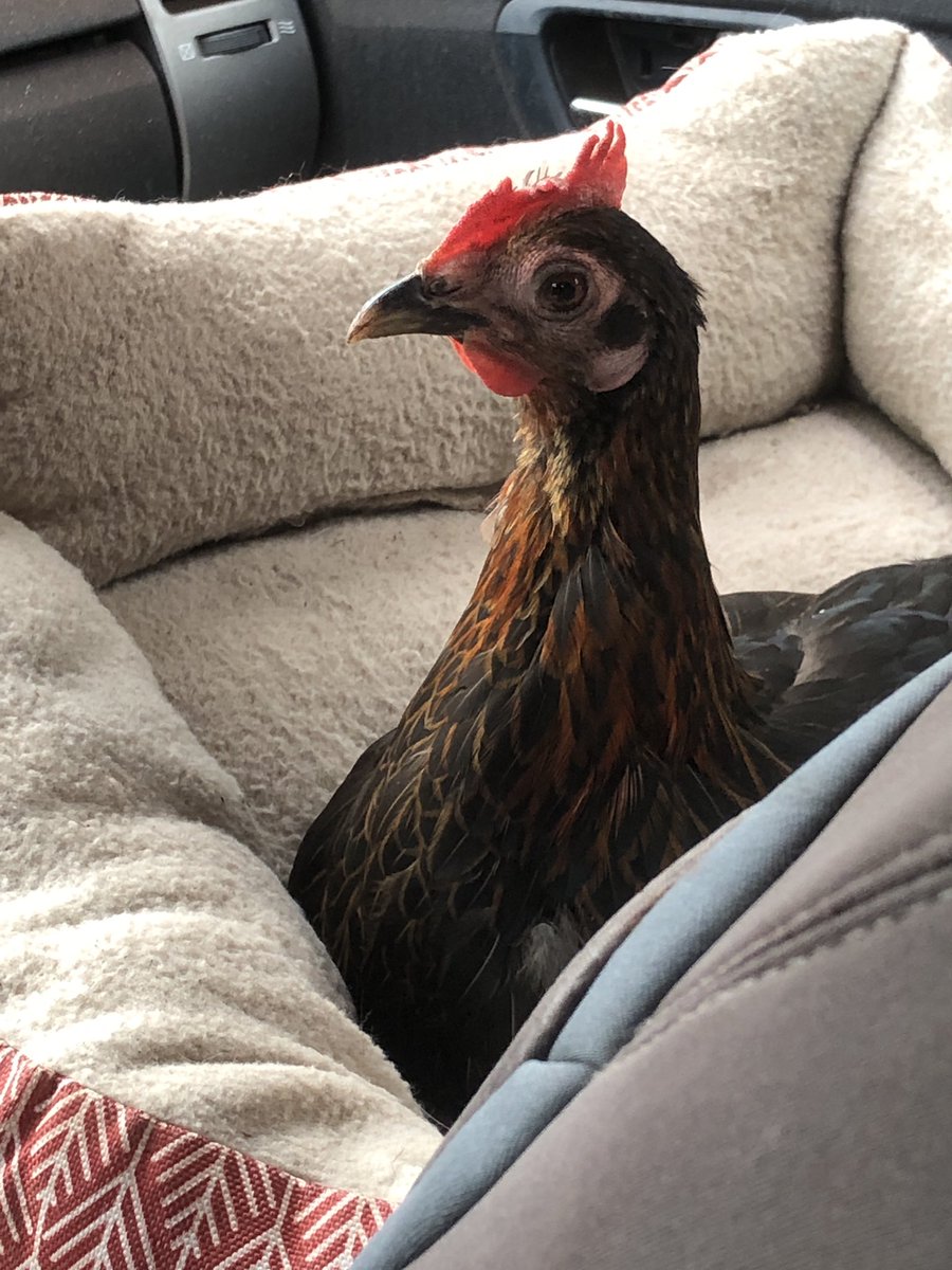 badrechicken's tweet photo. spoiled little frank https://t.co/7DzRKqwPfM