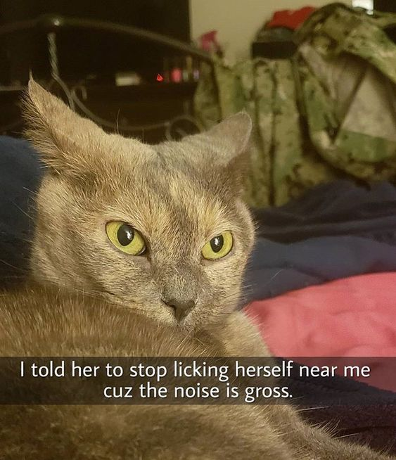 Memes to Show Your Cat tweet media