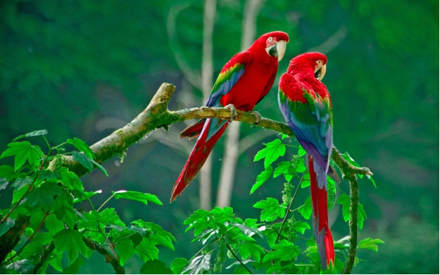Scarlet macaws are among the most beautiful and largest members of the parrot family. They live in the jungles of Central and South America, famous for their bright red fur, blue back, and yellow and green wings. Strong curved beak, white upper part,
