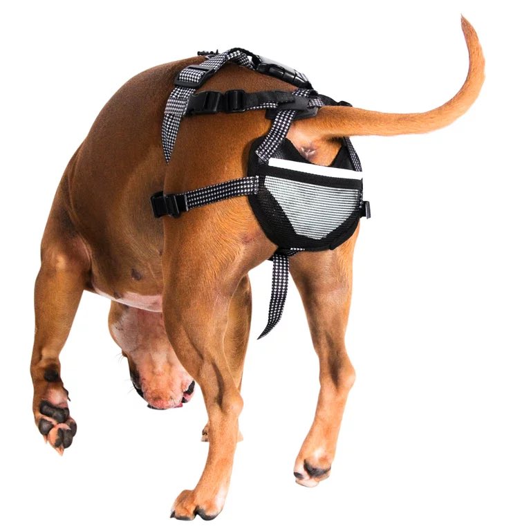 in case your dog is a whore at the dog park: