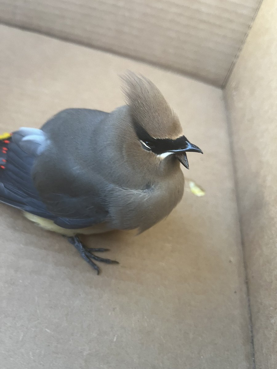 This lil Cedar Waxwing was in the road earlier, was injured, possibly hit by a car. I got him in a box, it was barely moving.

Spent an hour calling wildlife rescue and they were no help. Finally a local vet offered to take him as I was working and couldn’t leave him sitting