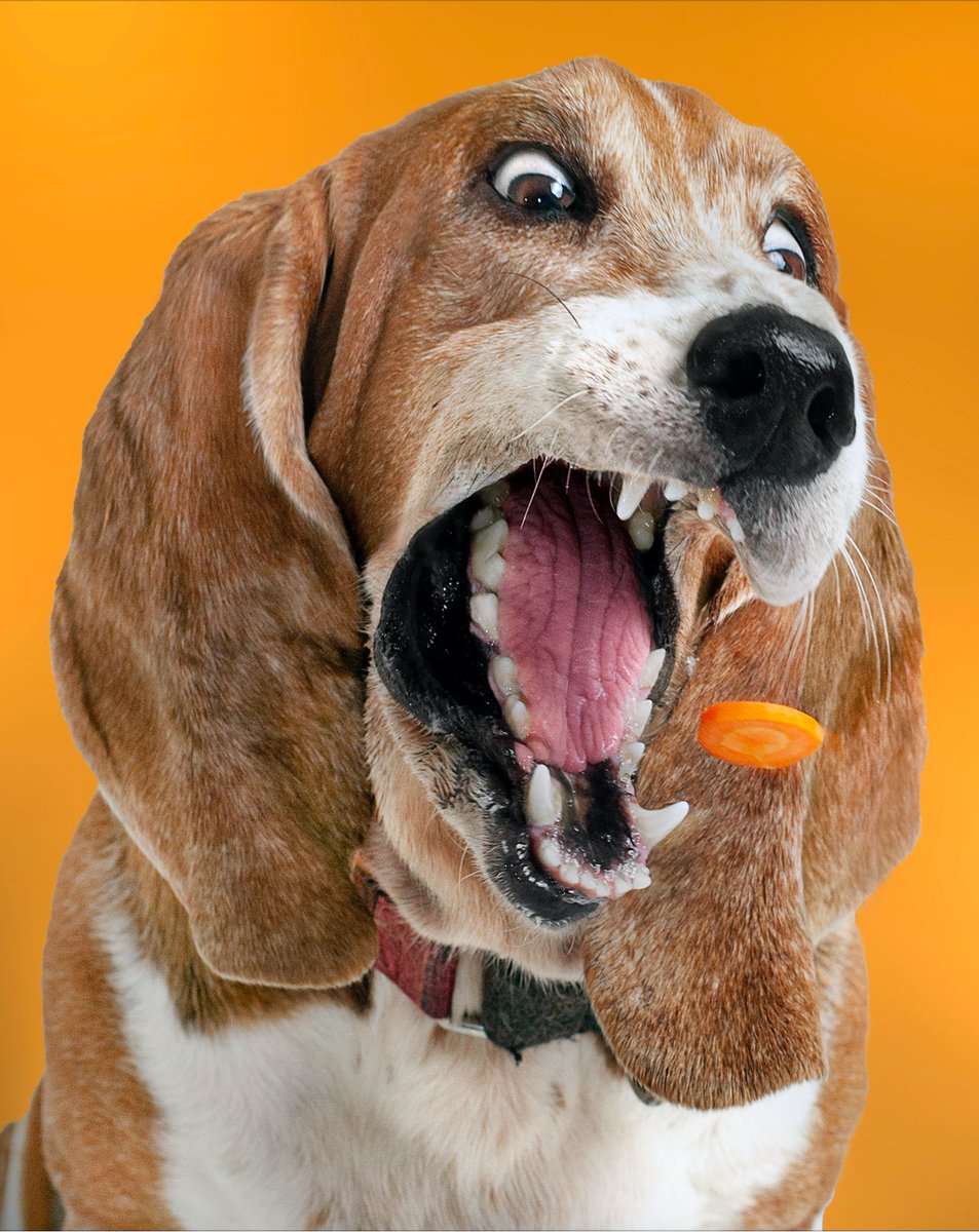 LuckyTailsPhoto's tweet photo. In 2024, get ready to catch life's curveballs— fetch joy, happiness, and a lot of tail-wagging adventures!
Model: Bacon https://t.co/6ZJoOtLiGY