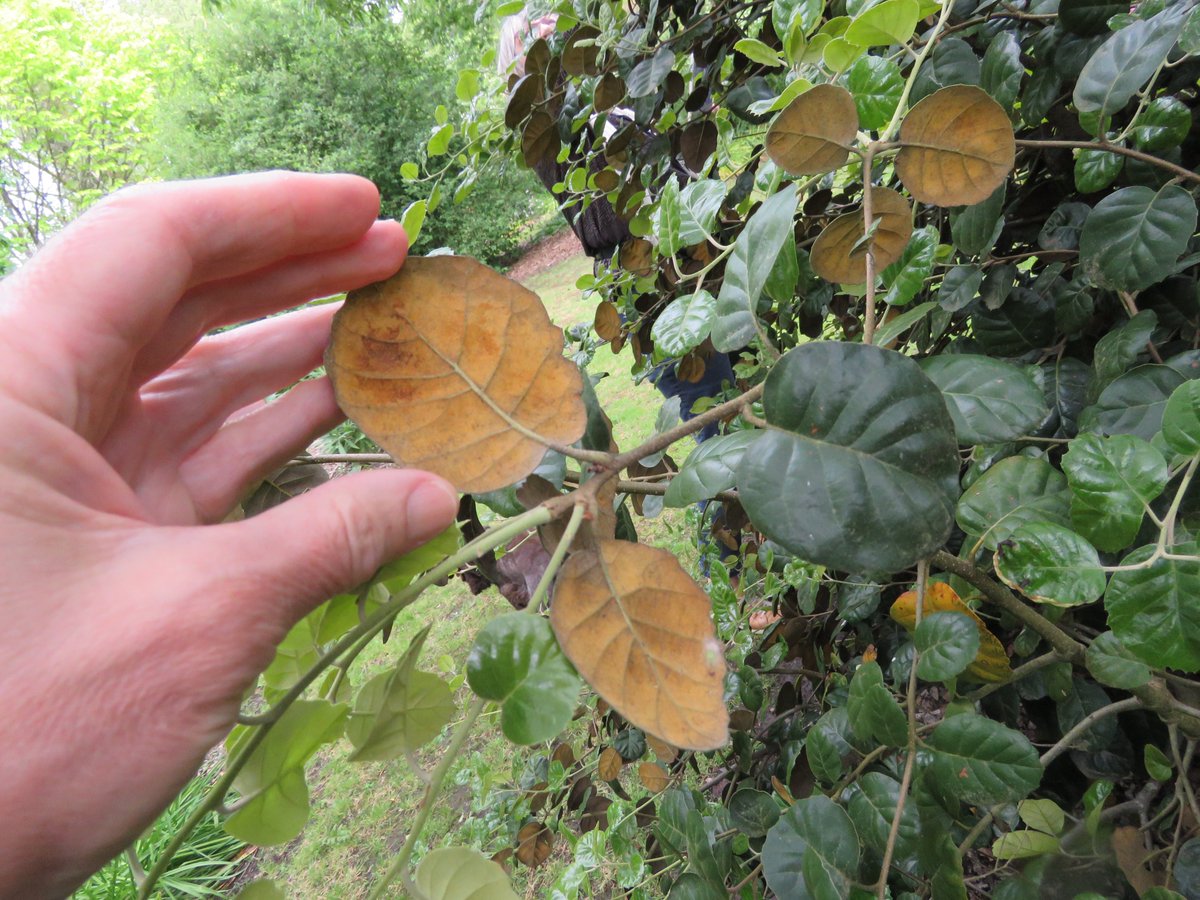 Now here's one I like. The golden (leaved) oak is rather pretty on the undersurface of its leaves. 
#talkingplants #Quercus #oaks 

talkingplants.blogspot.com/2024/01/gold-m…